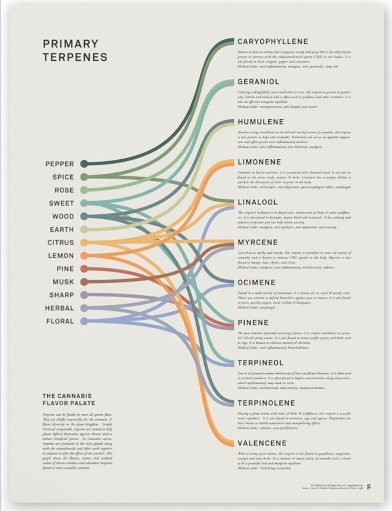 Primary cannabis terpenes chart showing aroma and flavor connections